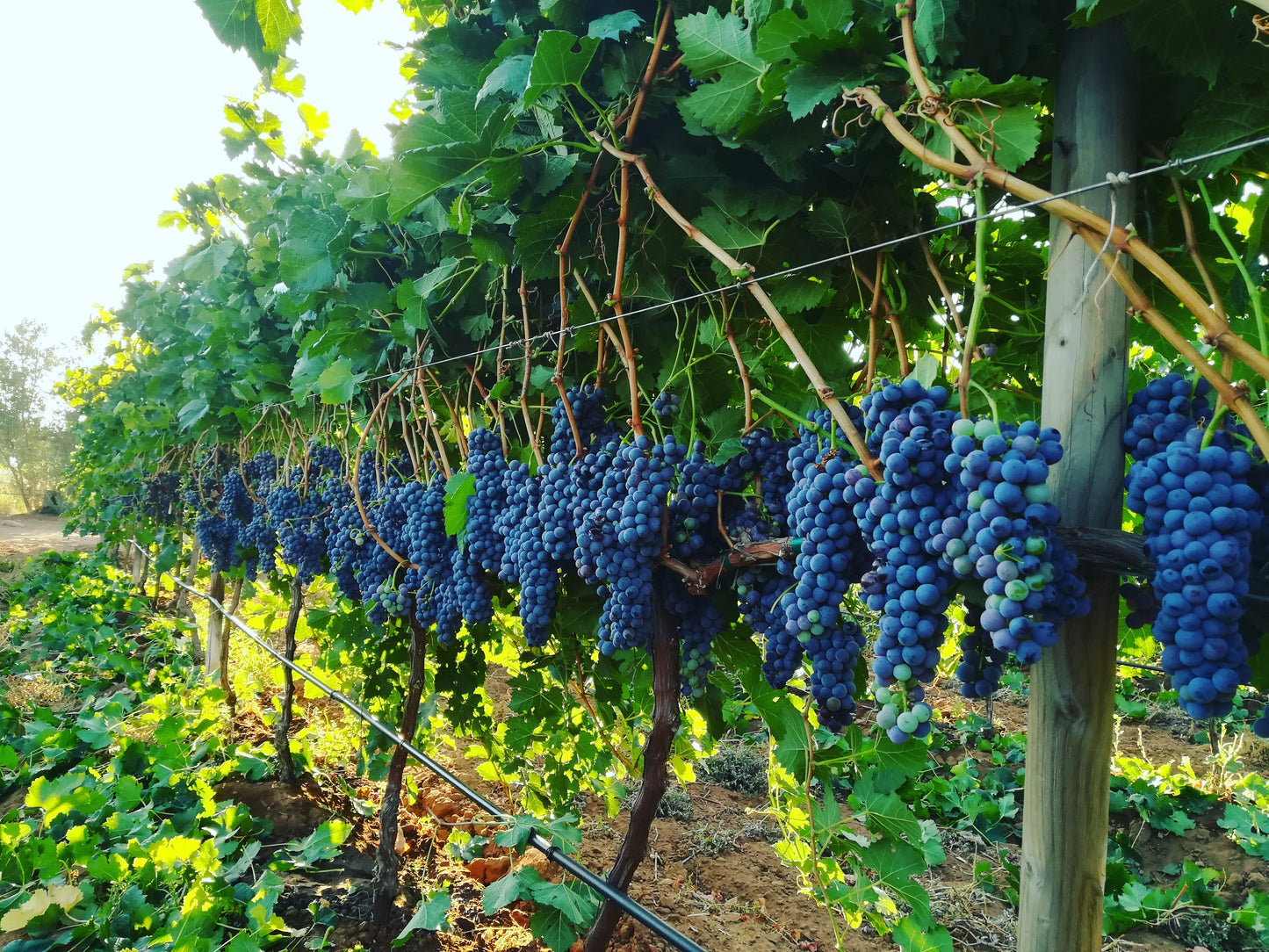 Ruta del Vino: Bodegas del Valle de Guadalupe 🍷✨
