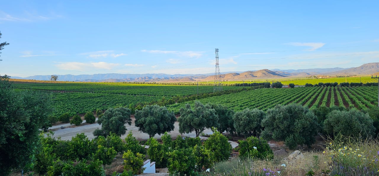 Descubra la Original Ruta del Vino