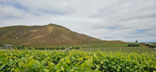 Boutique Wine Trail:Wineries of Valle de Guadalupe 🍷✨