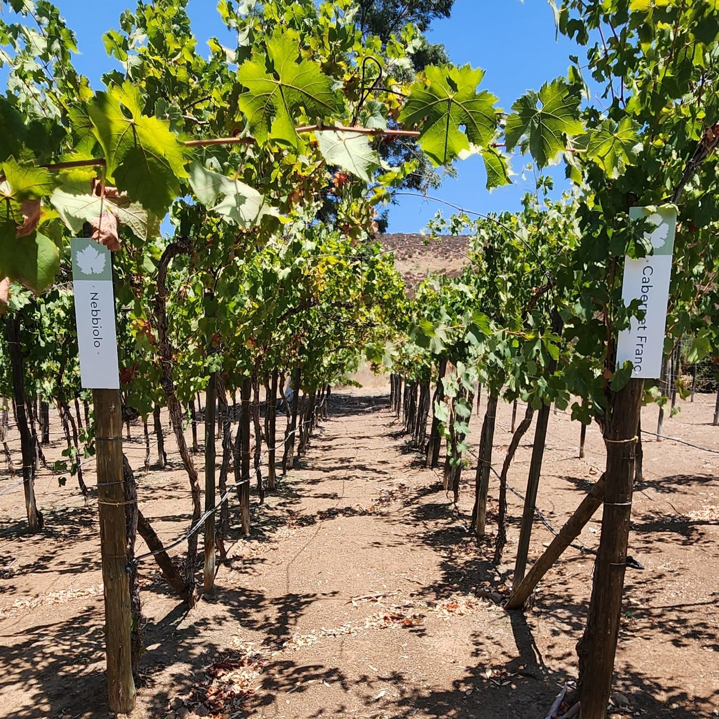 Descubra la Original Ruta del Vino