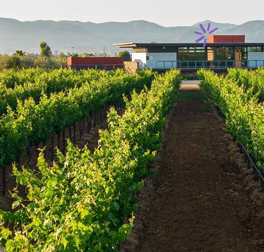 ¡Tour de 2 días al Valle de Guadalupe!