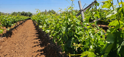 Descubra la Original Ruta del Vino 