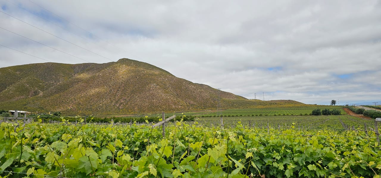 ¡Tour de 3 días Rutas del Vinos de Baja California!